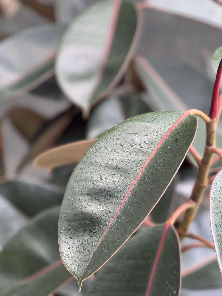 Rubber Plant for Sale