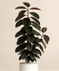 Rubber Plant (Ficus Elastica 'Burgundy') - Plantology USA - XXL 6 Feet