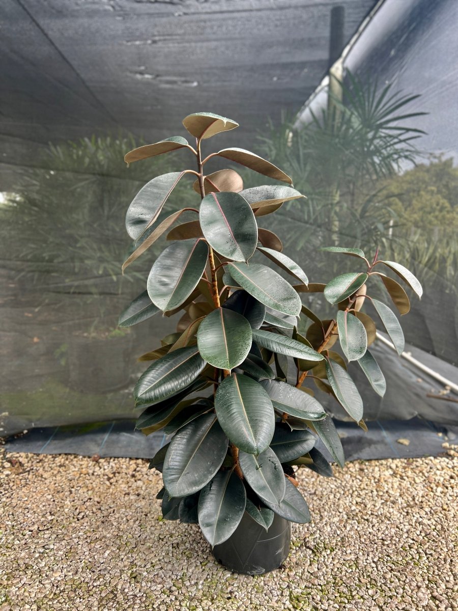 rubber tree for sale Rubber Plant for Sale