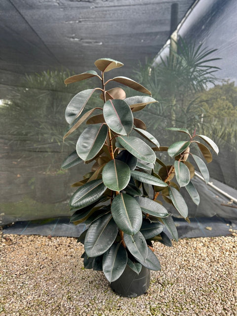 can rubber trees grow in the us Rubber Plant for Sale