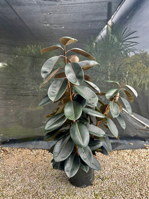Rubber Plant (Ficus Elastica 'Burgundy') - PlantologyUSA - Grower's Pick 4-5 Feet