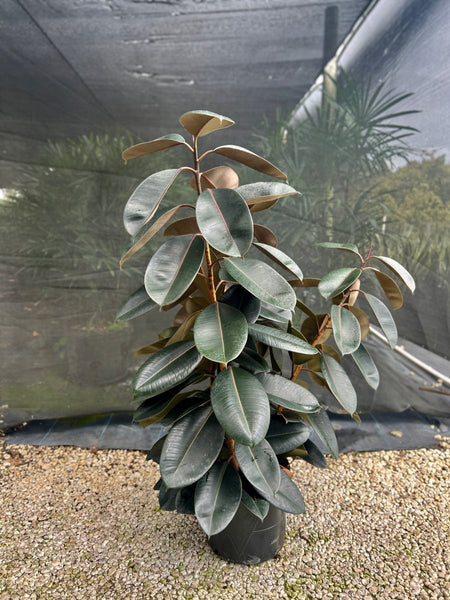 Rubber Plant (Ficus Elastica 'Burgundy')