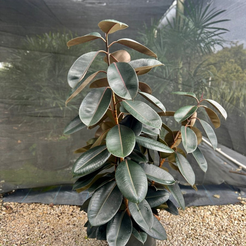 Rubber Plant (Ficus Elastica 'Burgundy')