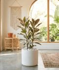 Rubber Plant (Ficus Elastica 'Tineke') - Plantology USA - 3 - 4 Feet