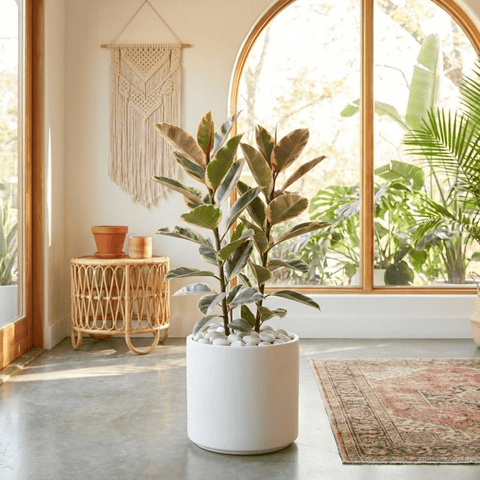 Rubber Plant (Ficus Elastica 'Tineke') - Plantology USA - 3 - 4 Feet