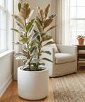 Rubber Plant (Ficus Elastica 'Tineke') - Plantology USA - Grower’s Pick 5 - 6 Feet
