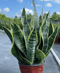 Sansevieria Futura Superba (Snake Plant) - Plantology USA - 1 Gallon