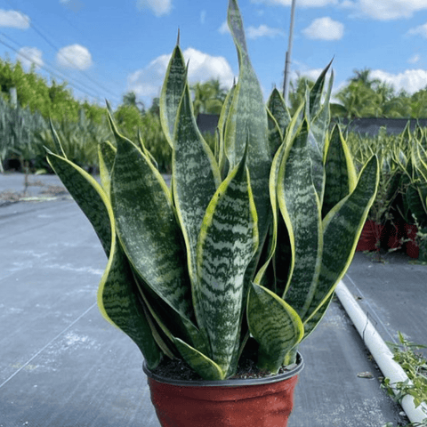 Sansevieria Futura Superba (Snake Plant) - Plantology USA - 1 Gallon