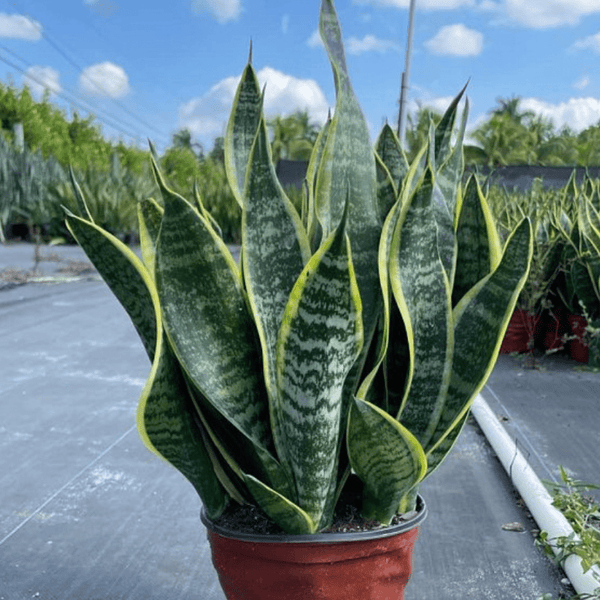 Sansevieria for Sale