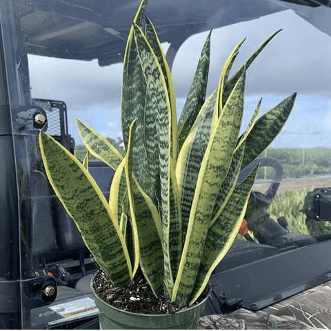 Sansevieria Futura Superba (Snake Plant) - Plantology USA - 1 Gallon