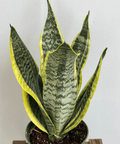 Sansevieria Futura Superba (Snake Plant) - Plantology USA - 1 Gallon