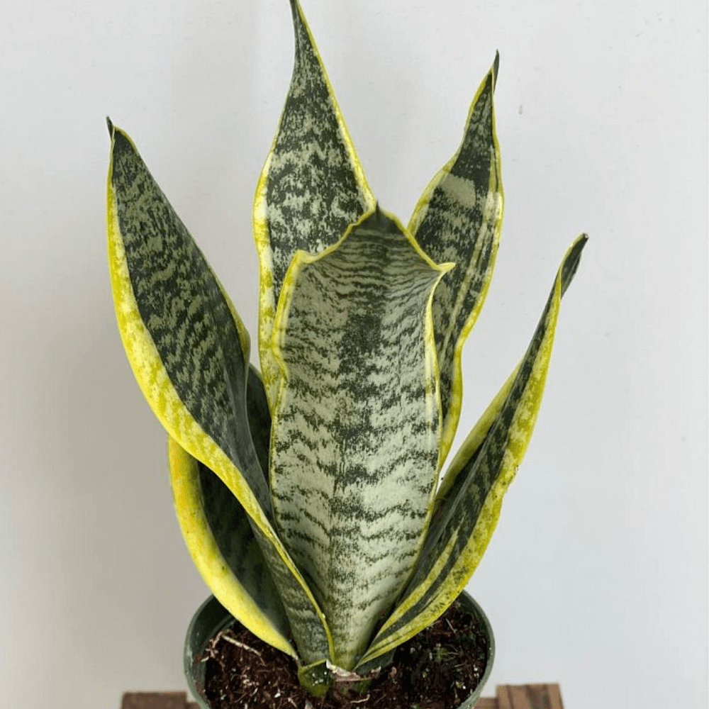 sansevieria for sale Sansevieria Futura Superba (Snake Plant)