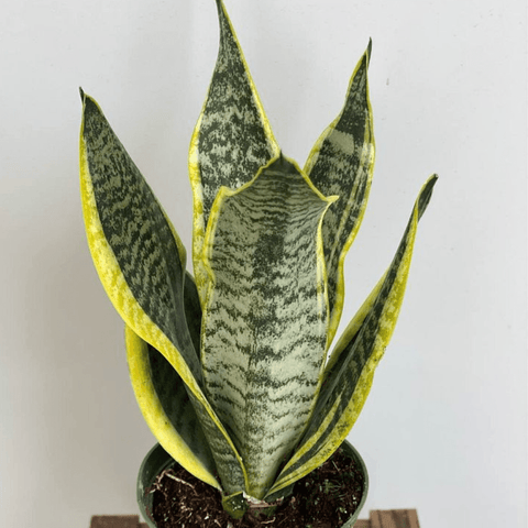 Sansevieria Futura Superba (Snake Plant) - Plantology USA - 1 Gallon