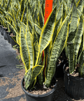 Sansevieria Futura Superba (Snake Plant) - Plantology USA - 1 Gallon