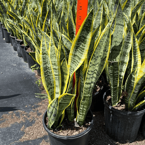 Sansevieria Futura Superba (Snake Plant) - Plantology USA - 1 Gallon