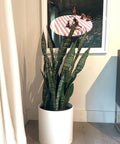 Snake Plant + Pot (Gift Bundle) - Plantology USA - Extra Large