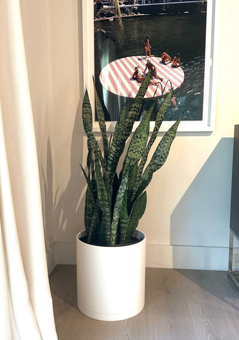 Snake Plant + Pot (Gift Bundle) - Plantology USA - Extra Large