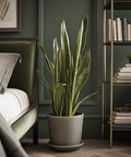 Snake Plant + Pot (Gift Bundle) - Plantology USA - Extra Large