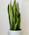 Snake Plant + Pot (Gift Bundle) - Plantology USA - Extra Large