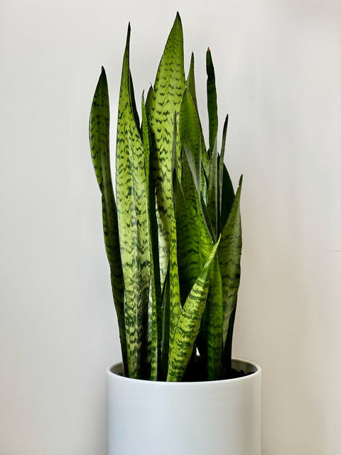 Snake Plant + Pot (Gift Bundle) - Plantology USA - Extra Large