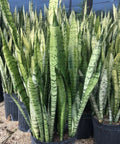 Snake Plant + Pot (Gift Bundle) - Plantology USA - Extra Large