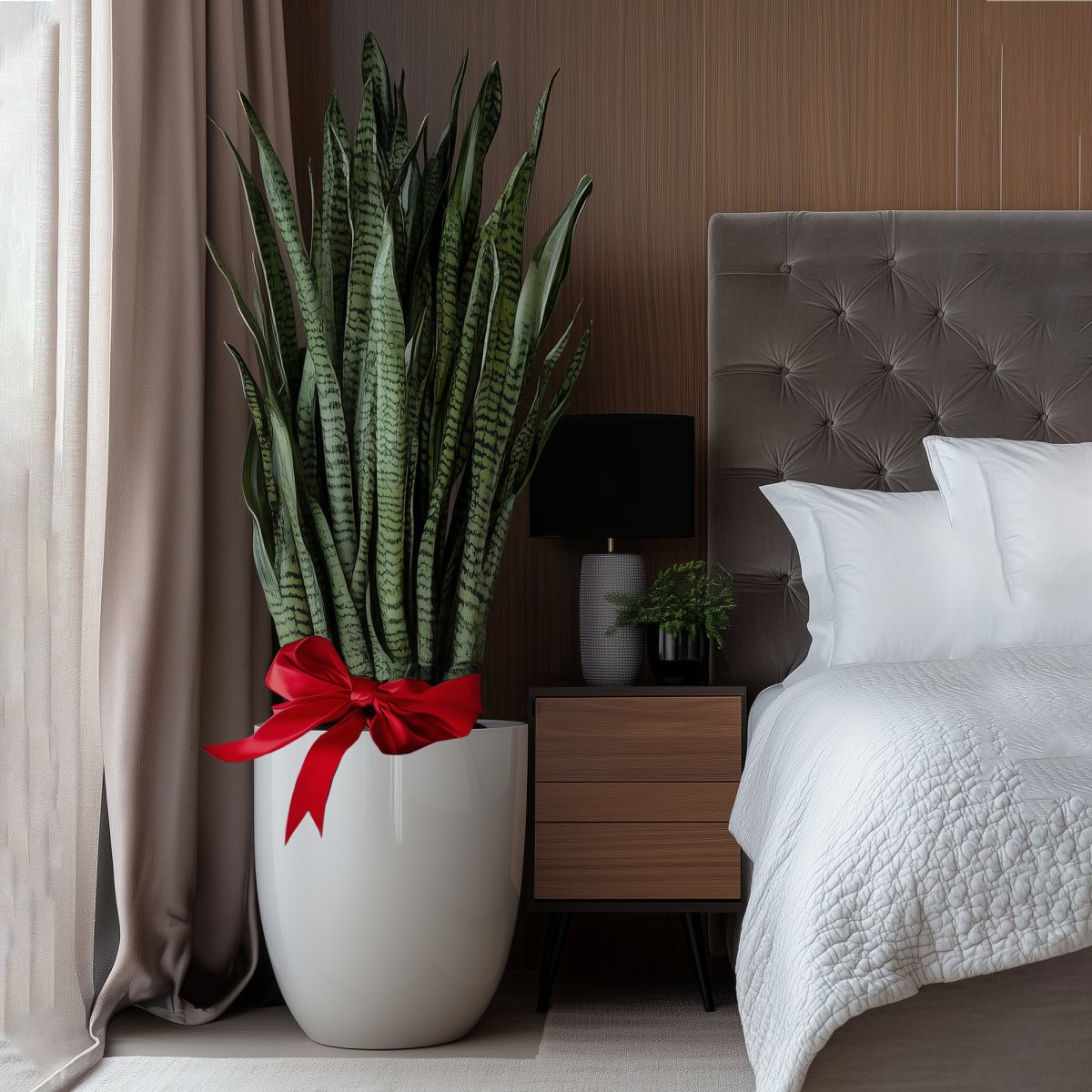 snake plant bedroom decor Snake Plant + Pot (Gift Bundle for Sale)