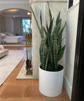 Snake Plant + Pot (Gift Bundle) - Plantology USA - Extra Large