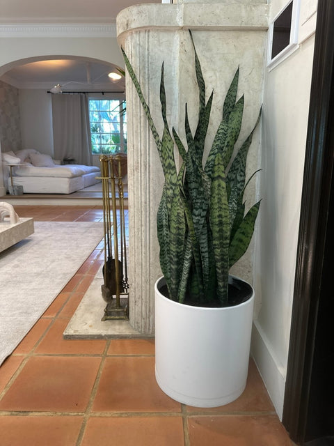 Snake Plant + Pot (Gift Bundle) - Plantology USA - Extra Large