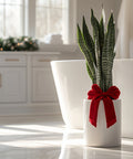 Snake Plant + Pot (Gift Bundle) - Plantology USA - Medium