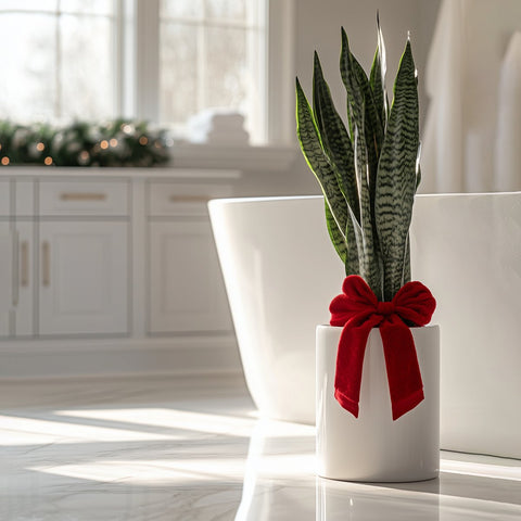 Snake Plant + Pot (Gift Bundle) - Plantology USA - Medium