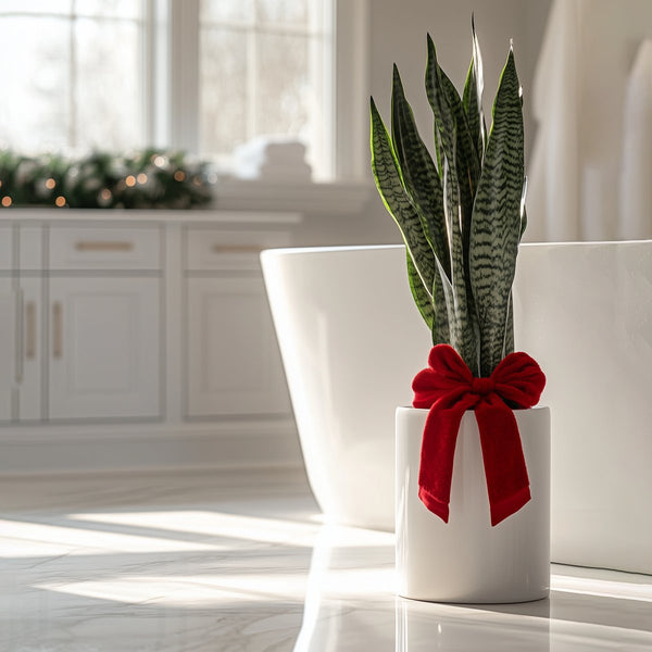 Snake Plant + Pot (Gift Bundle for Sale) | PlantologyUSA.com