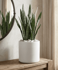 Snake Plant (Sansevieria Zeylanica) - Plantology USA - Grower's Pick 3 ft+