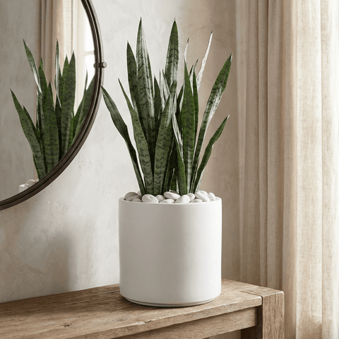 Snake Plant (Sansevieria Zeylanica) - Plantology USA - Grower's Pick 3 ft+