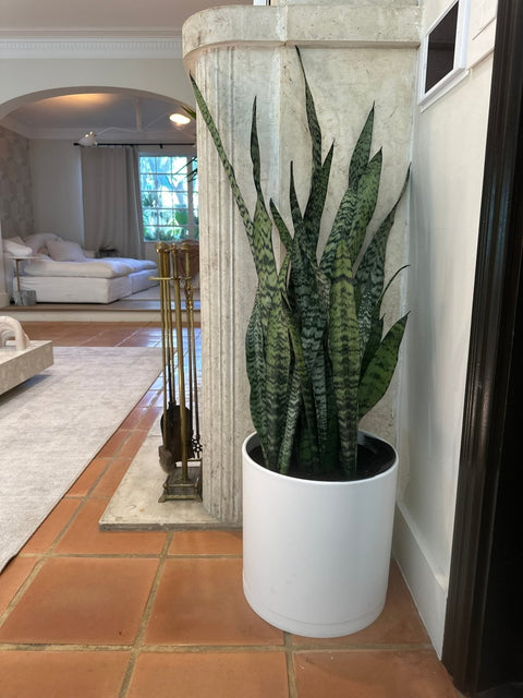 can i put snake plant in the living room Snake Plant for Sale