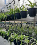 Spider Plant (Chlorophytum Comosum) - Plantology USA - 1 Gallon