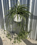 Spider Plant (Chlorophytum Comosum) - Plantology USA - 1 Gallon