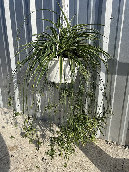 Spider Plant (Chlorophytum Comosum)