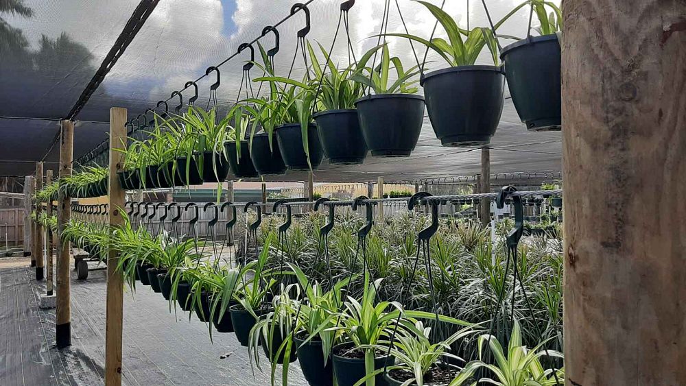 Plantology USA Spider Plant - Thumbnail 3