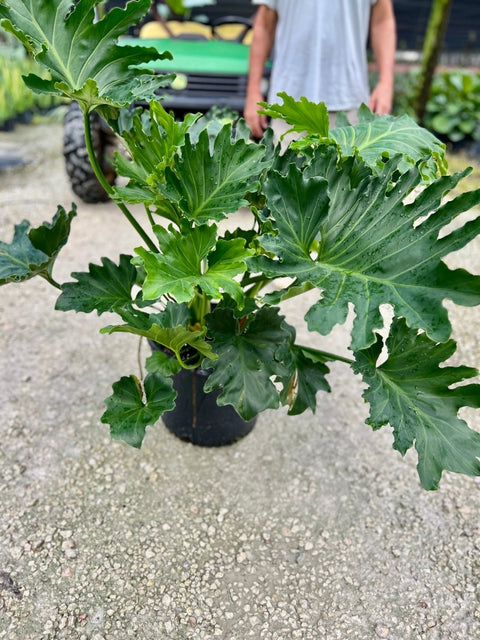 split leaf philodendron near me Split-leaf Philodendron Xanadun