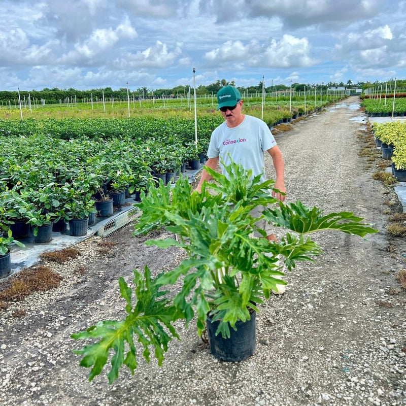 Split-leaf Philodendron Xanadun