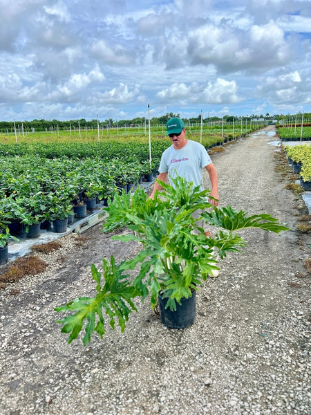 Split-leaf Philodendron for Sale