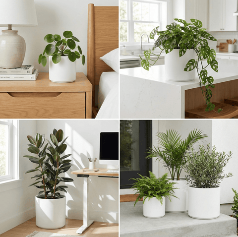 The Minimalist Cylinder - Plantology USA - Matte White