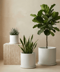 The Minimalist Cylinder - Plantology USA - Matte White