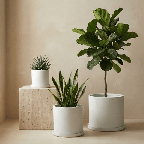 The Minimalist Cylinder - Plantology USA - Matte White