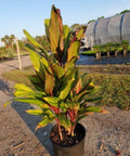 Ti Plant (Cordyline Harlequin) - Plantology USA - Medium 18-36"