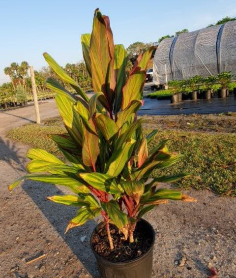 Ti Plant (Cordyline Harlequin) - Plantology USA - Medium 18-36"