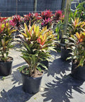 Ti Plant (Cordyline Harlequin) - Plantology USA - Medium 18-36"