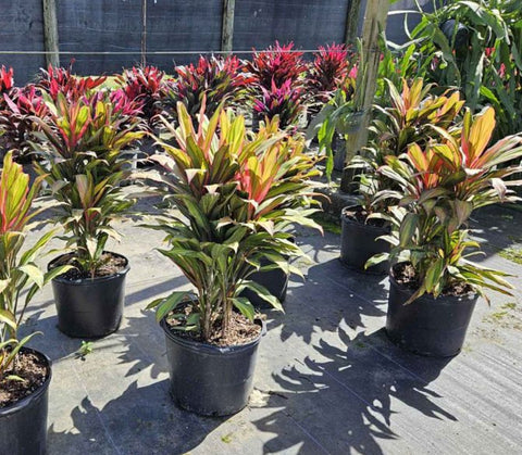cordyline indoor plant benefits Ti Plant (Cordyline Harlequin) – Plantology USA