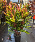 Ti Plant (Cordyline Harlequin) - Plantology USA - Medium 18-36"