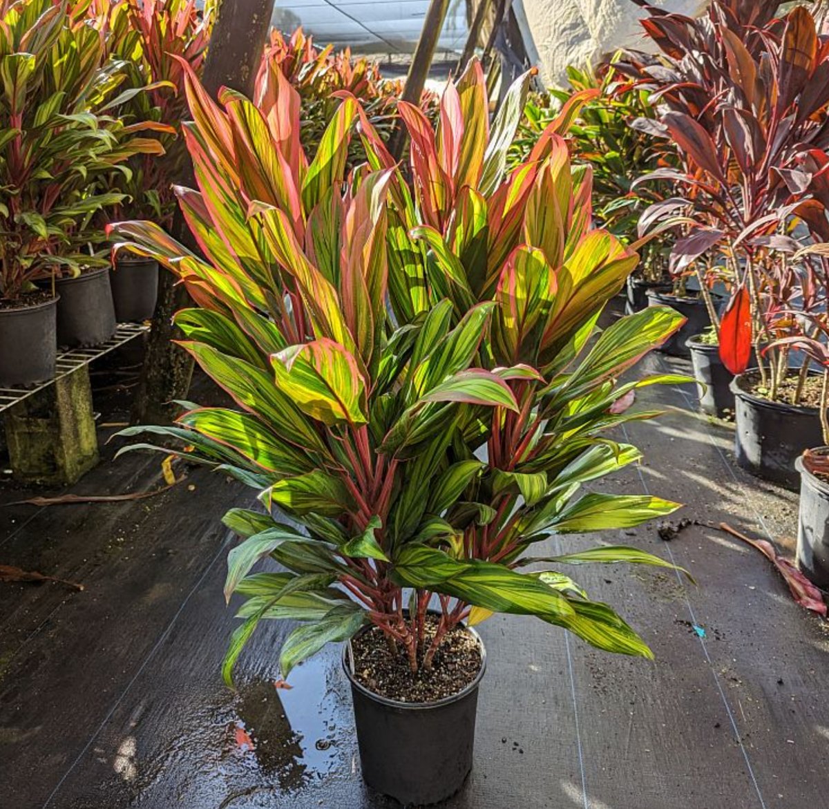 Ti Plant (Cordyline Harlequin) – Plantology USA